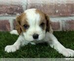 Small #4 Cavalier King Charles Spaniel