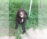Small Photo #25 English Setterdoodle Puppy For Sale in CHETEK, WI, USA