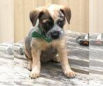 Small #2 Australian Shepherd Mix