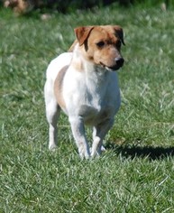 Medium Jack Russell Terrier
