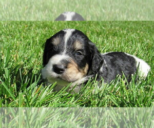 Bernedoodle Puppy for sale in BIG ROCK, IL, USA