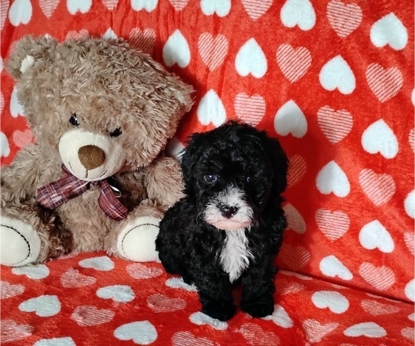 Medium Photo #2 Cockapoo (Miniature) Puppy For Sale in FITZGERALD, GA, USA