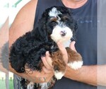 Small #1 Bernedoodle (Miniature)