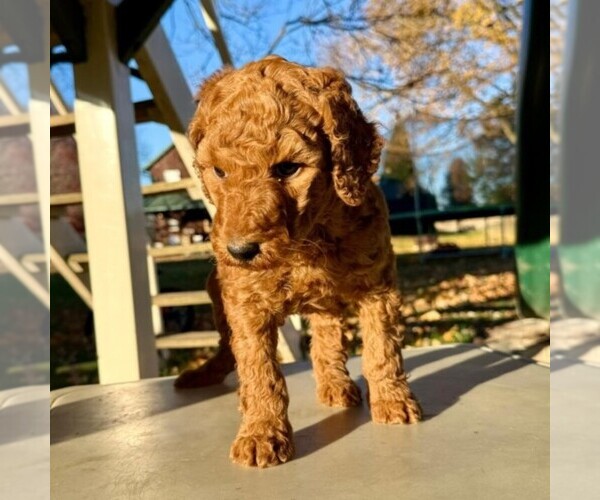 Medium Photo #2 Poodle (Standard) Puppy For Sale in GREENCASTLE, PA, USA