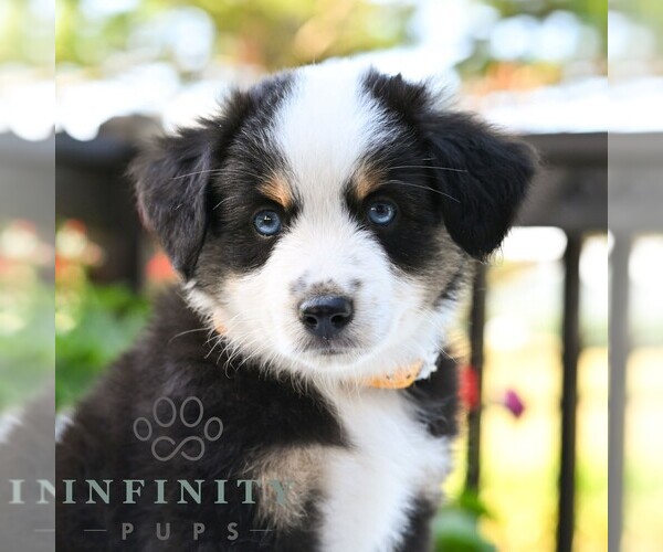 Medium Photo #1 Miniature Australian Shepherd Puppy For Sale in REBERSBURG, PA, USA