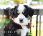 Small Miniature Australian Shepherd