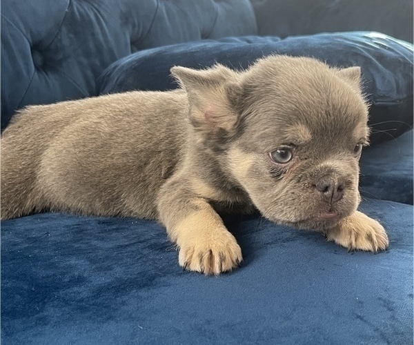 Medium Photo #5 French Bulldog Puppy For Sale in BAKERSFIELD, CA, USA