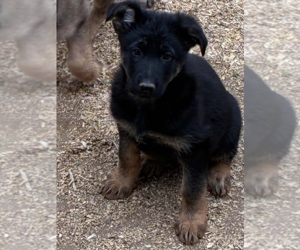 Medium Photo #4 German Shepherd Dog Puppy For Sale in NEWVILLE, PA, USA
