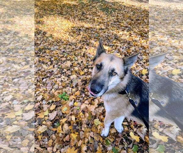 Medium Photo #6 German Shepherd Dog-Unknown Mix Puppy For Sale in Rockaway, NJ, USA
