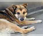 Small #2 German Shepherd Dog