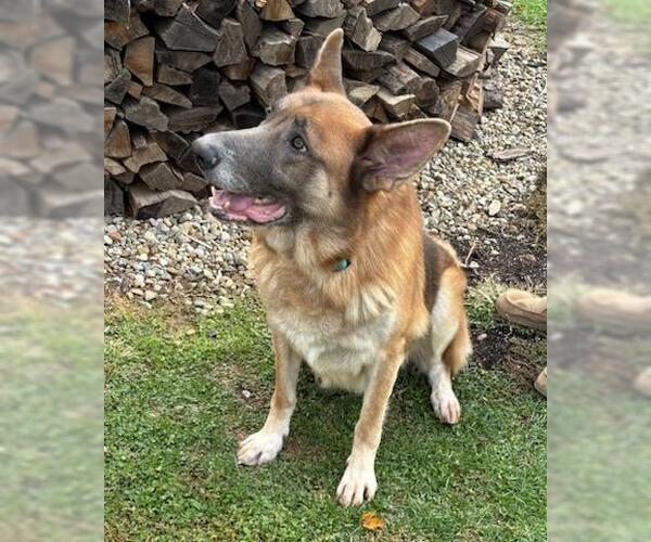 Medium Photo #9 German Shepherd Dog Puppy For Sale in Rootstown, OH, USA