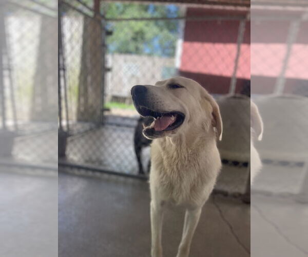 Medium Photo #2 Great Pyrenees-Unknown Mix Puppy For Sale in Leavenworth, KS, USA