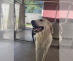 Small #1 Great Pyrenees Mix