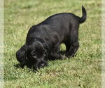 Small #1 Dachsador