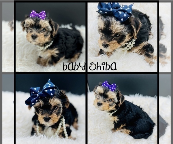 Medium Photo #2 Yorkshire Terrier Puppy For Sale in SAN JACINTO, CA, USA