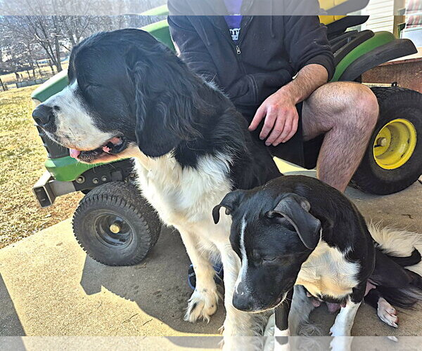 Medium Photo #9 Mutt Puppy For Sale in MECHANICSBURG, PA, USA