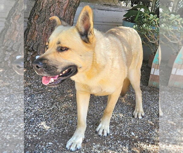 Medium Photo #4 Huskies -Unknown Mix Puppy For Sale in Lake Forest, CA, USA