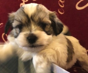 Havanese Puppy for sale in DREXEL, MO, USA