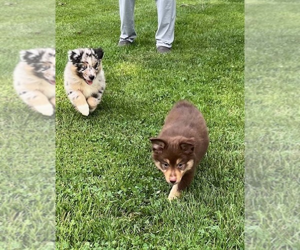Medium Photo #5 Miniature Australian Shepherd Puppy For Sale in WENTZVILLE, MO, USA