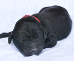 Puppy Snickers Goldendoodle