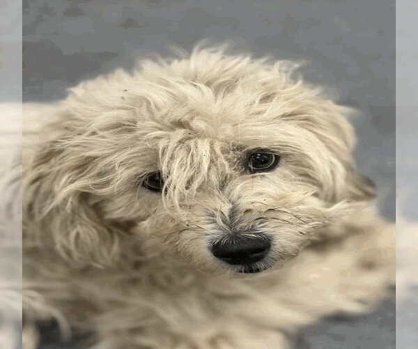 Medium Photo #1 Poodle (Standard)-Unknown Mix Puppy For Sale in Andover, MN, USA