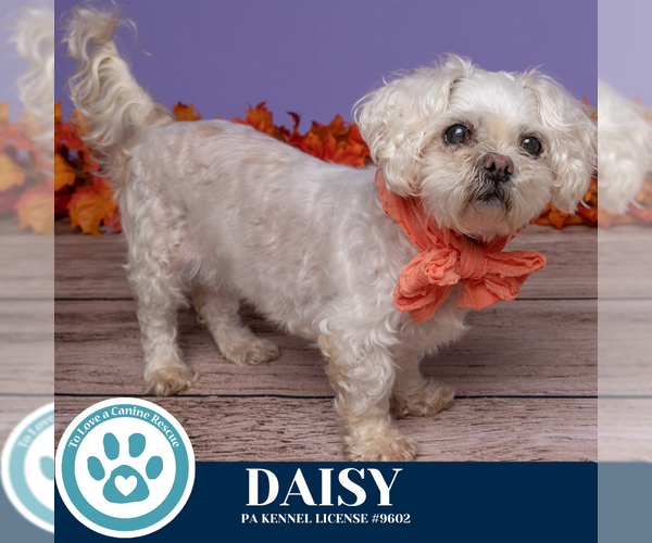 Medium Photo #3 Maltipoo Puppy For Sale in Kimberton, PA, USA