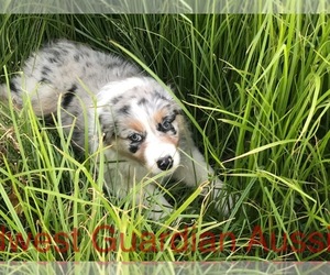 Medium Australian Shepherd