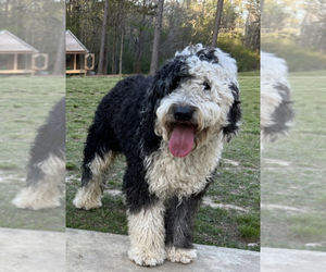 Father of the Poodle (Standard)-Sheepadoodle Mix puppies born on 05/28/2022