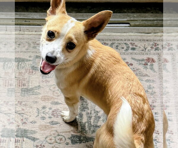 Medium Photo #2 Mutt Puppy For Sale in Spring Lake, NC, USA