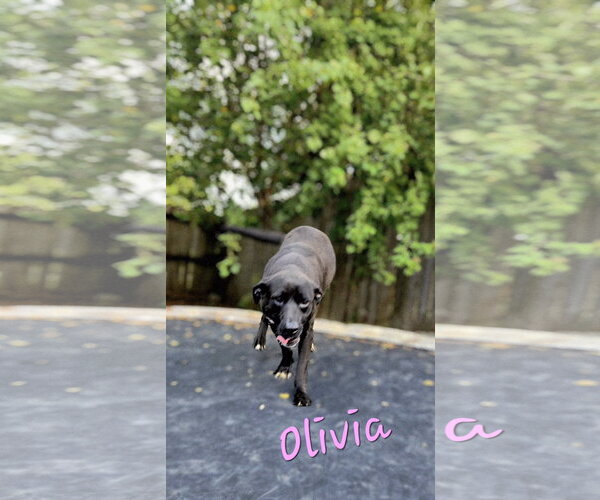 Medium Photo #1 Mutt Puppy For Sale in Jackson, MS, USA