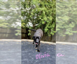 Mutt Dogs for adoption in Jackson, MS, USA