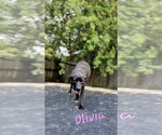 Olivia - Female Mutt Dog for Adoption - Small photo