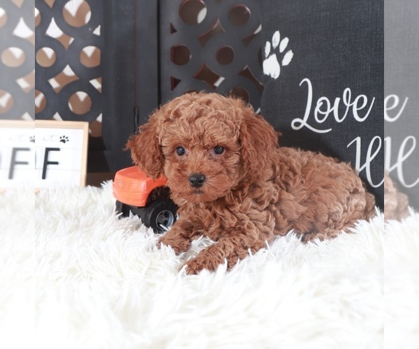 Medium Photo #2 Poodle (Toy) Puppy For Sale in MOUNT VERNON, OH, USA