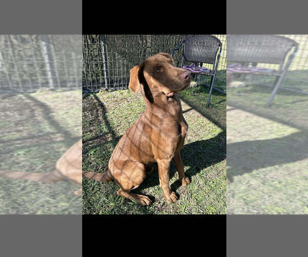 Medium Photo #4 Mutt Puppy For Sale in Abbeville, LA, USA