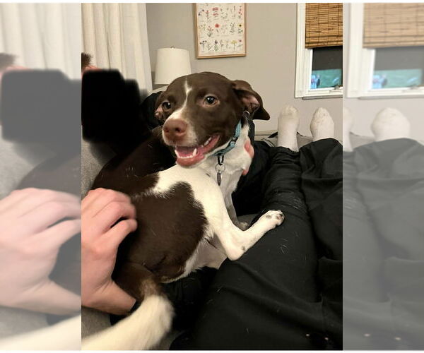 Medium Photo #5 Jack Russell Terrier-Unknown Mix Puppy For Sale in Springdale, PA, USA