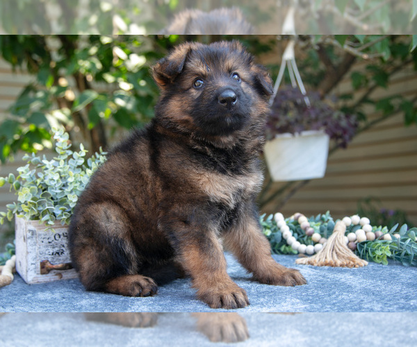 Medium Photo #24 German Shepherd Dog Puppy For Sale in MANTON, MI, USA