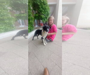 Labrador Retriever-Unknown Mix Dogs for adoption in The Woodlands, TX, USA