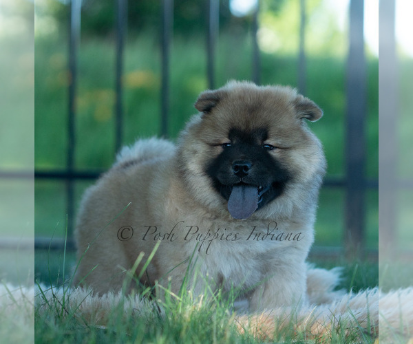 Medium Photo #33 Chow Chow Puppy For Sale in WARSAW, IN, USA