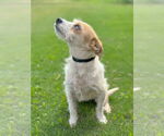 Small #2 Mutt