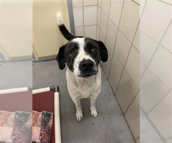 Medium Photo #2 Akita Puppy For Sale in Corpus Christi, TX, USA