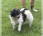 Small #2 Shih Tzu