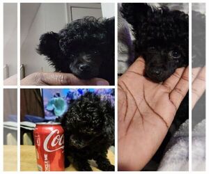 Poodle (Toy) Puppy for sale in FORT WASHINGTON, MD, USA