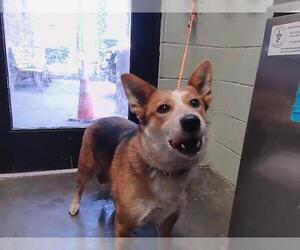 Mutt Dogs for adoption in Tulsa, OK, USA