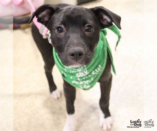 Medium Photo #5 Labrador Retriever-Unknown Mix Puppy For Sale in Washington, DC, USA