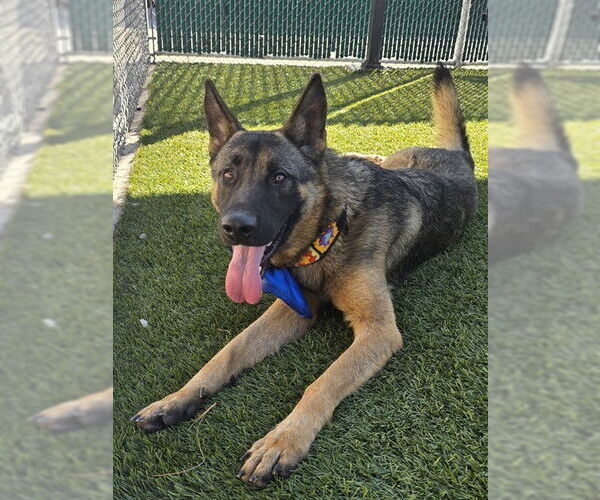 Medium Photo #2 German Shepherd Dog Puppy For Sale in Downey, CA, USA