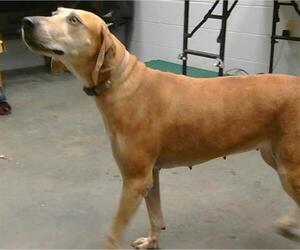 Catahoula Leopard Dog Dogs for adoption in St. Cloud, FL, USA