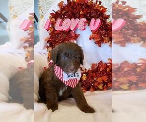 Aussiedoodle Puppy for sale in SILER CITY, NC, USA