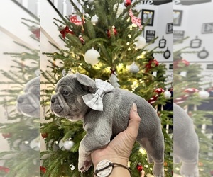 French Bulldog Puppy for sale in CAPE CORAL, FL, USA