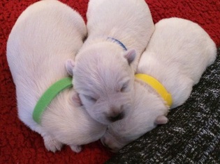 West Highland White Terrier Puppy for sale in MULVANE, KS, USA
