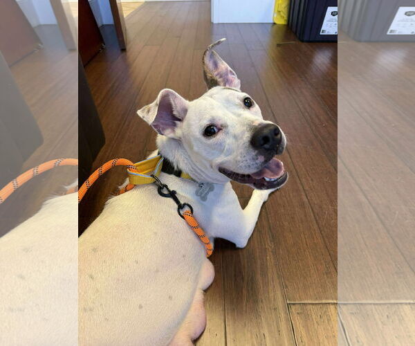 Medium Photo #5 American Staffordshire Terrier-Unknown Mix Puppy For Sale in Holly Springs, NC, USA